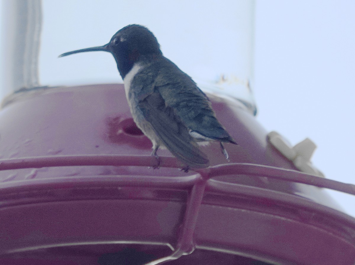 hummingbird sp. - ML635804967