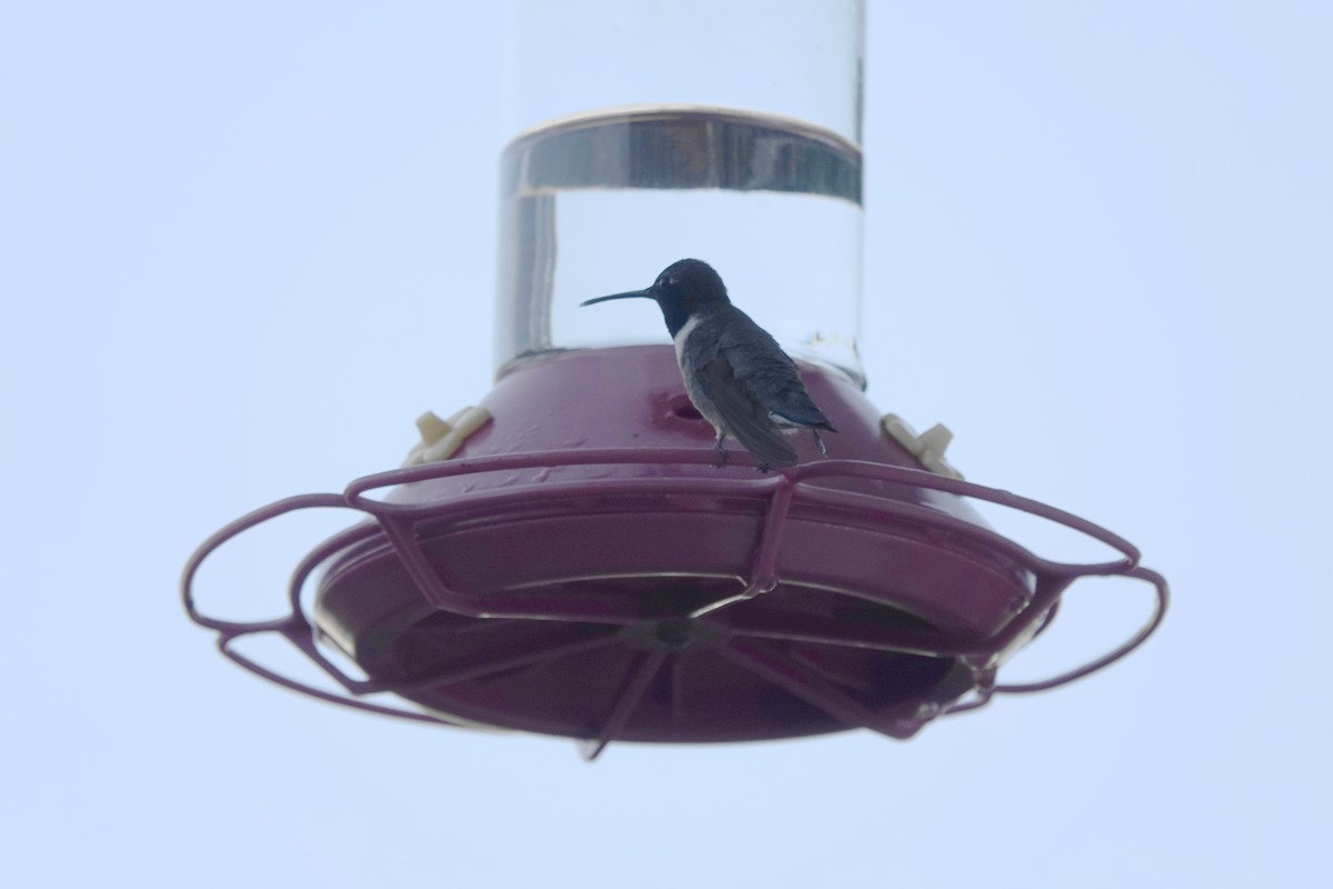 hummingbird sp. - ML635805057