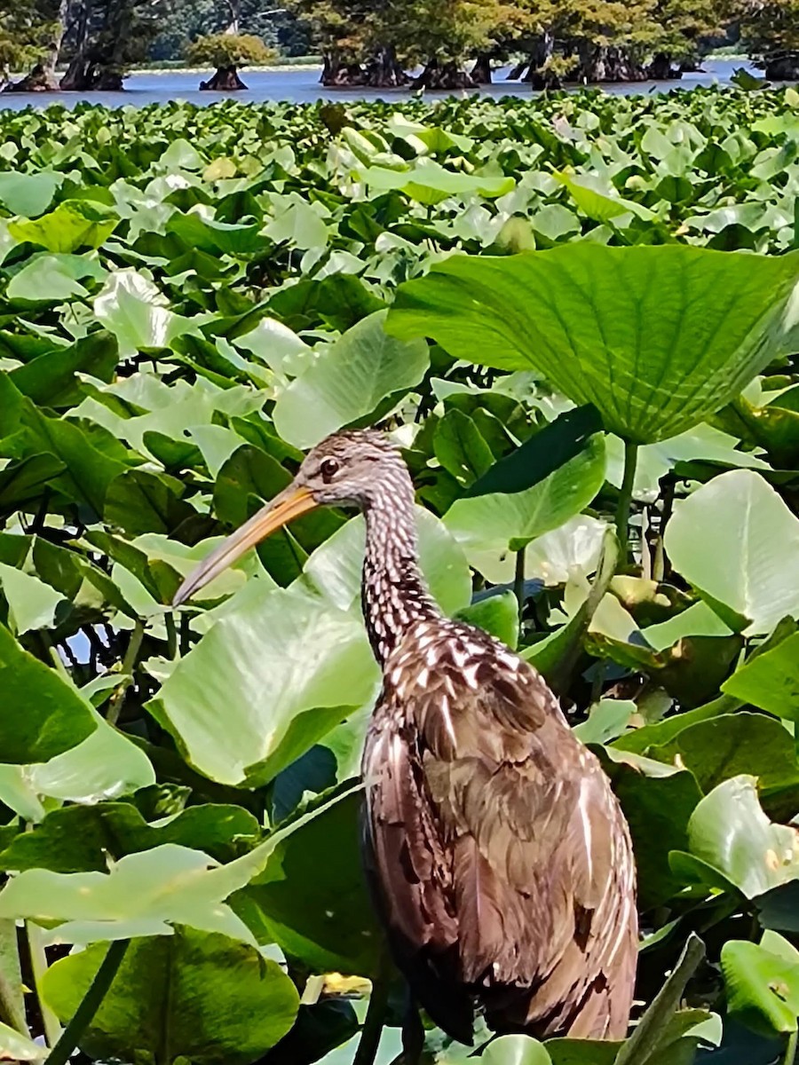 Limpkin - ML635805088