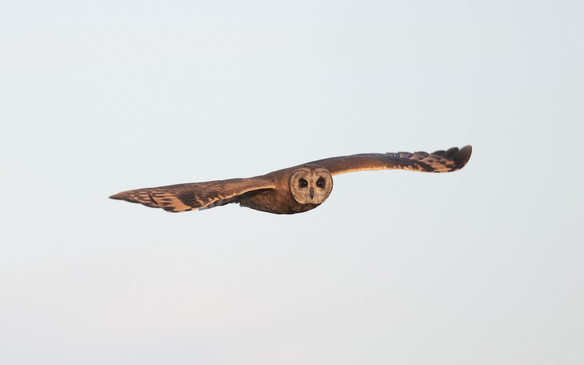 Marsh Owl - ML635805153
