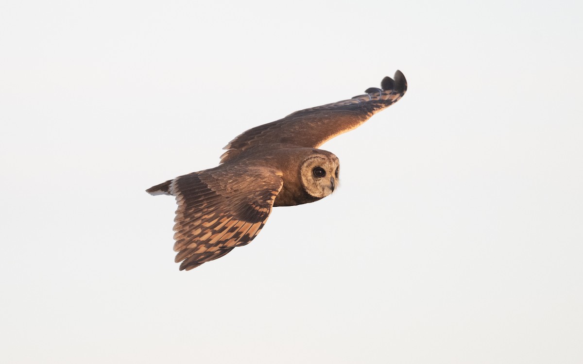 Marsh Owl - ML635805156