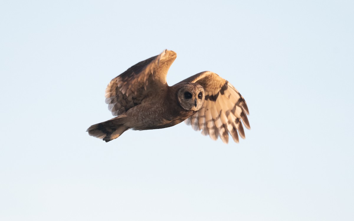 Marsh Owl - ML635805158