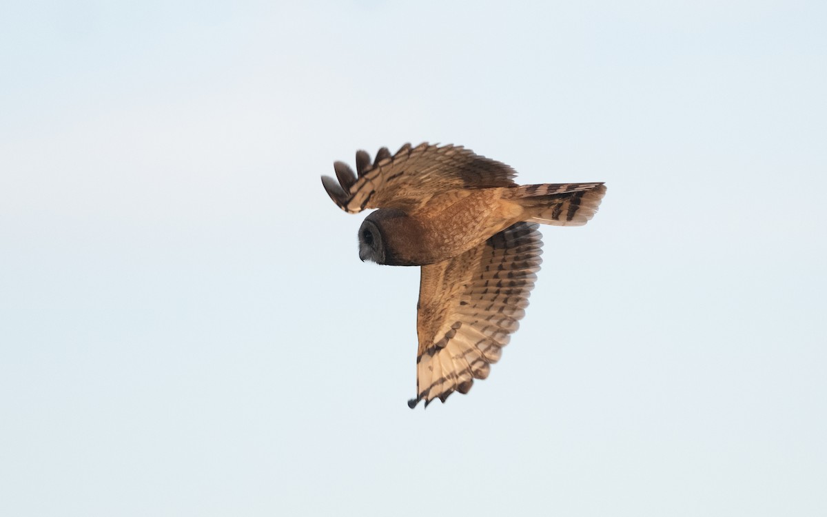 Marsh Owl - ML635805159
