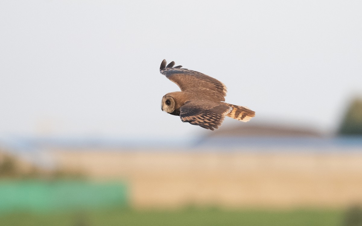 Marsh Owl - ML635805160
