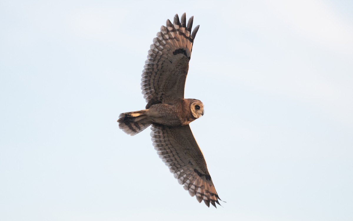 Marsh Owl - ML635805162
