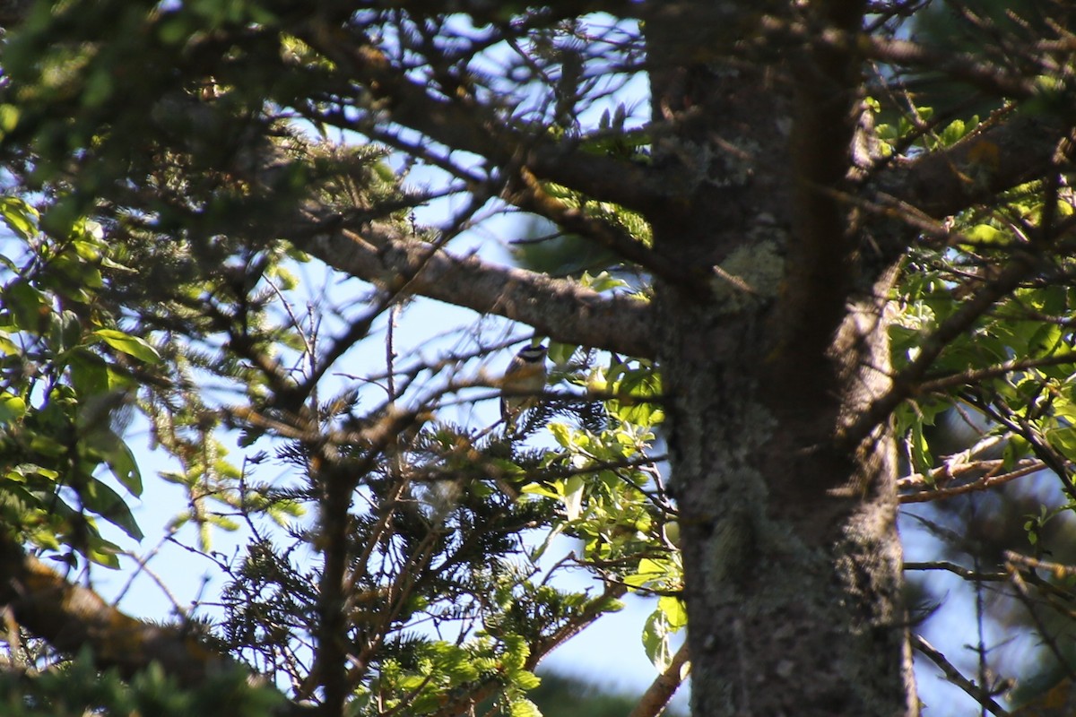 Black-capped Chickadee - ML635805190