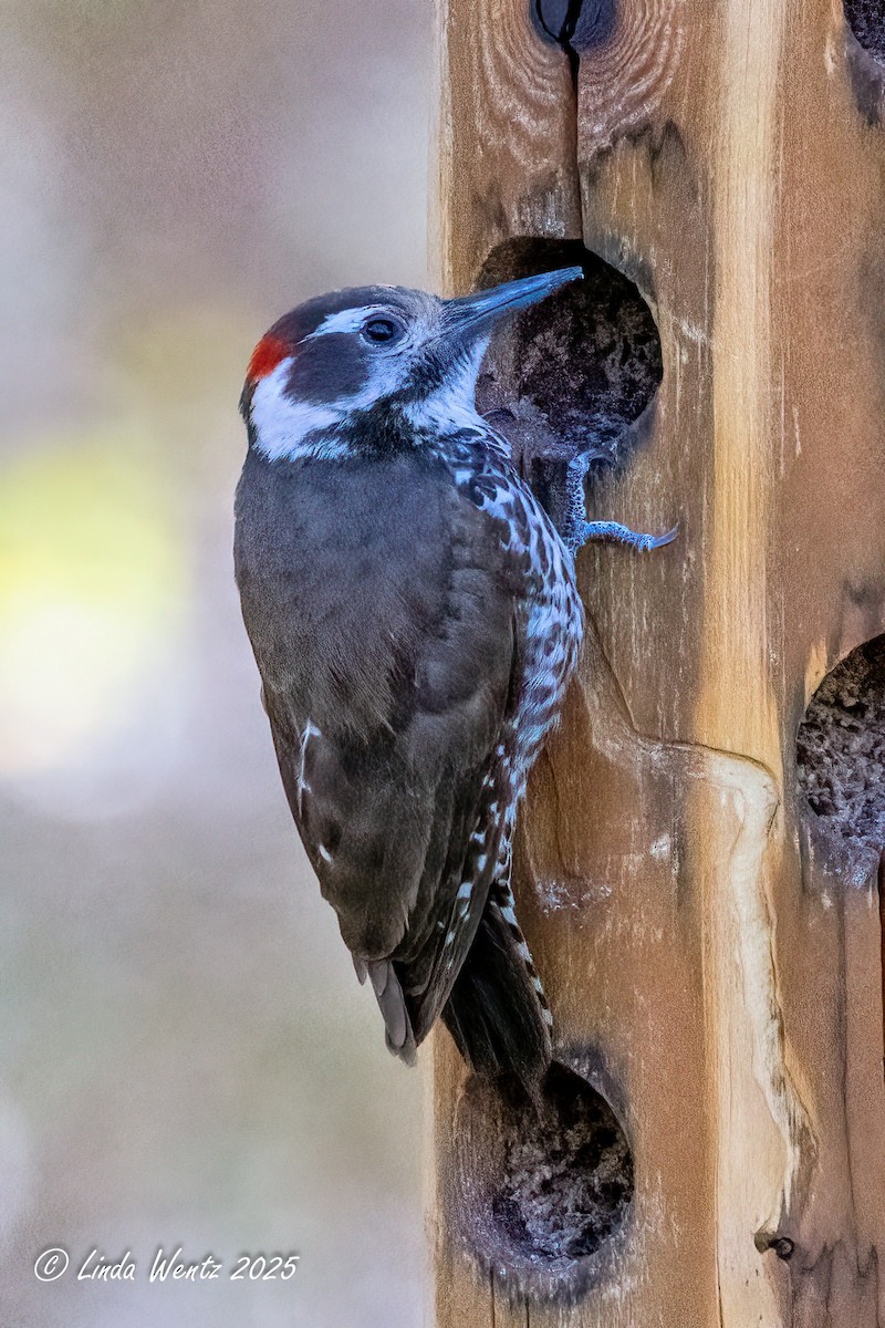Arizona Woodpecker - ML635805396