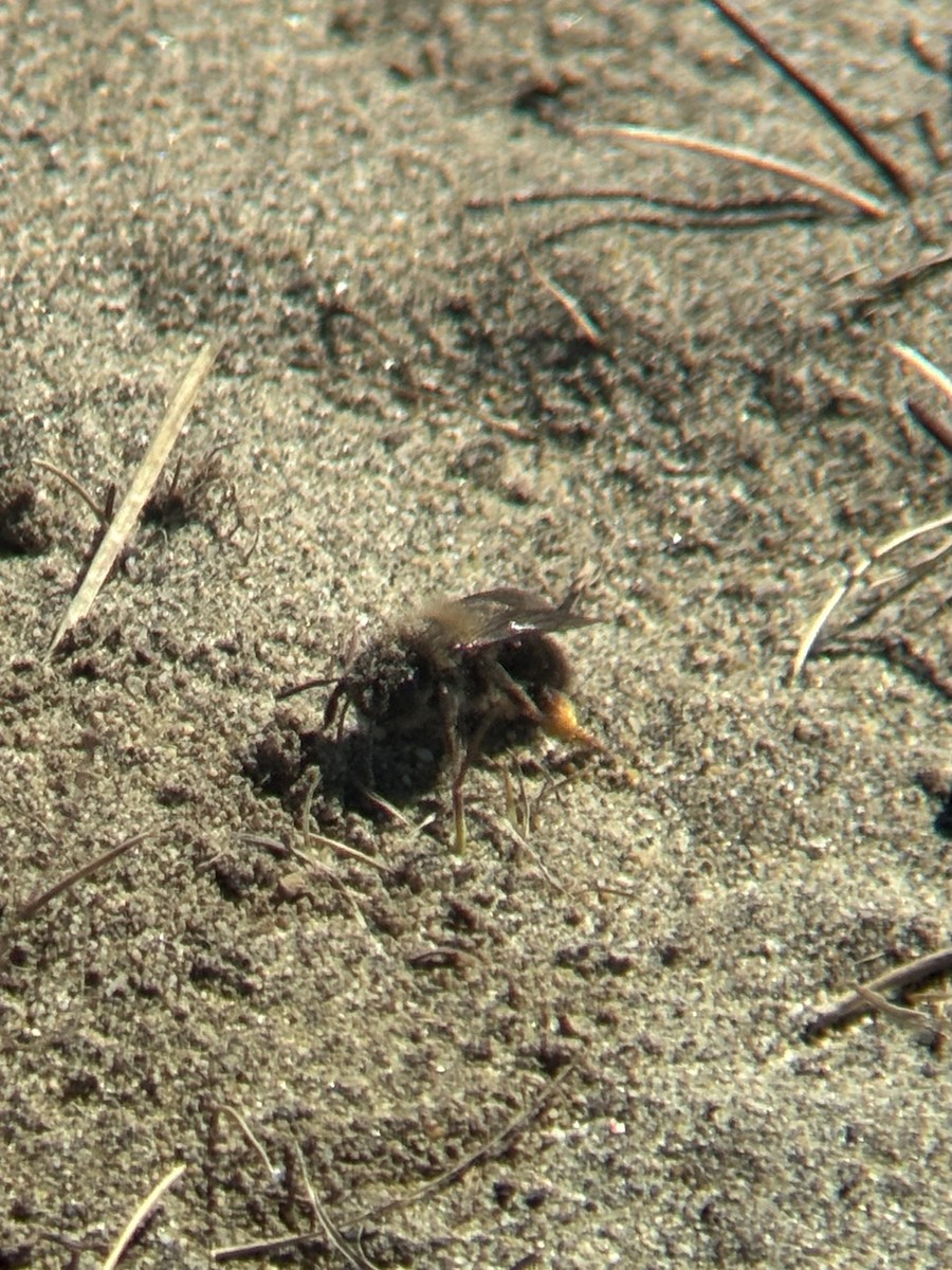 Waldrand-Sandbiene - ML635805408