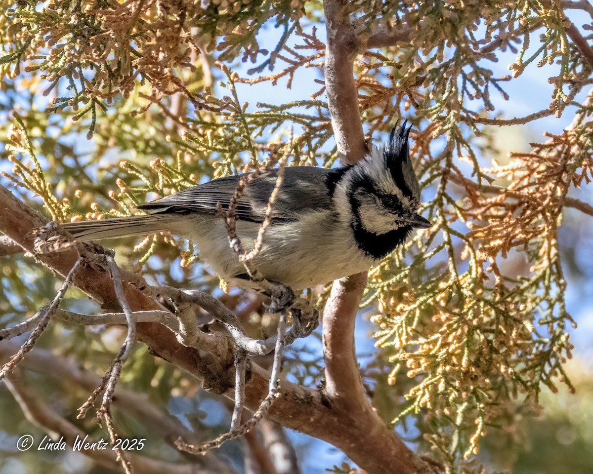 Bridled Titmouse - ML635805416