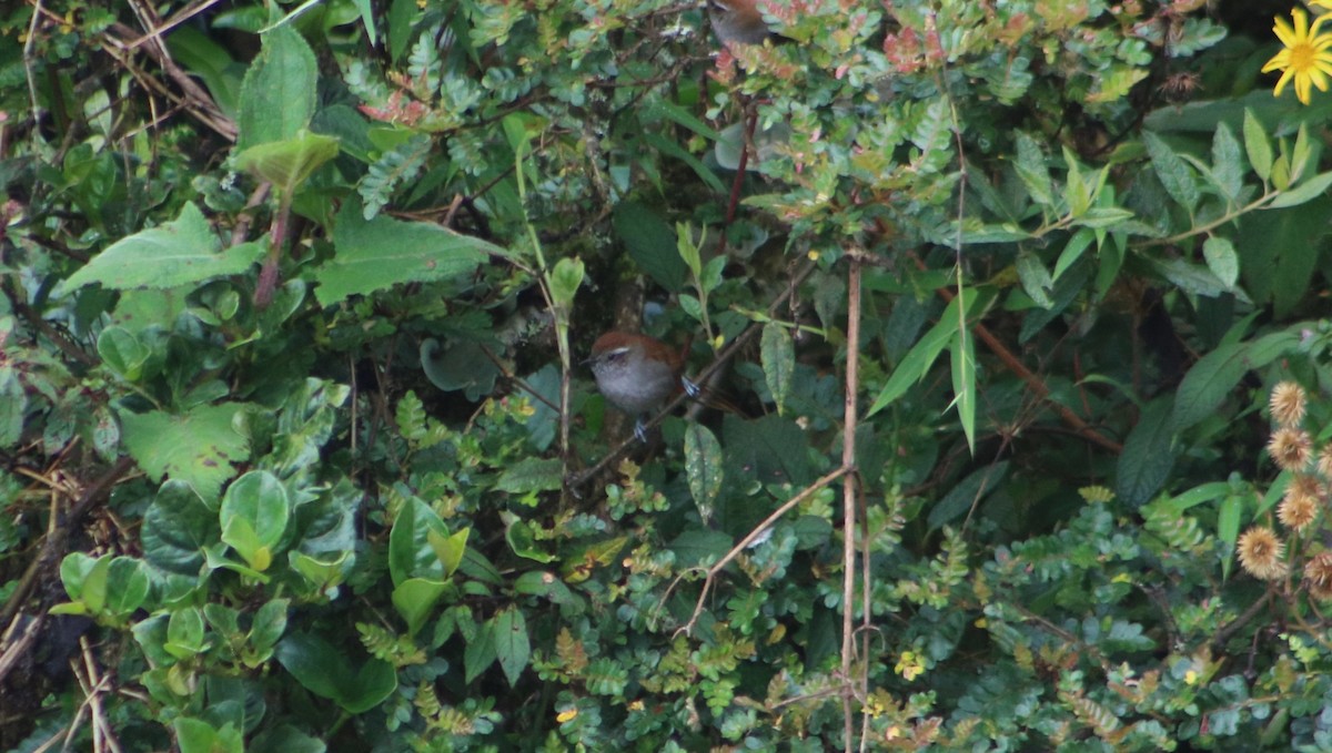 White-chinned Thistletail - ML635805634