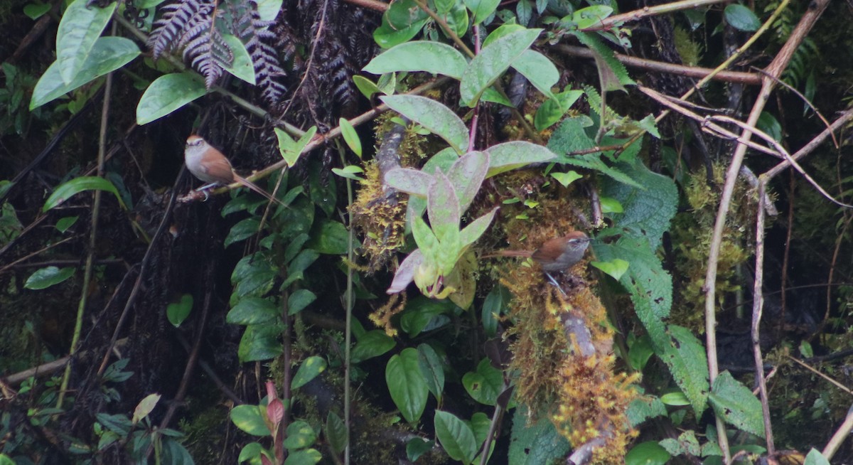 White-chinned Thistletail - ML635805635