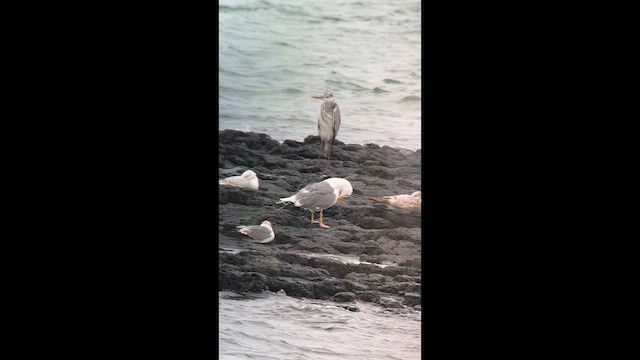 Lesser Black-backed Gull (taimyrensis) - ML635805841