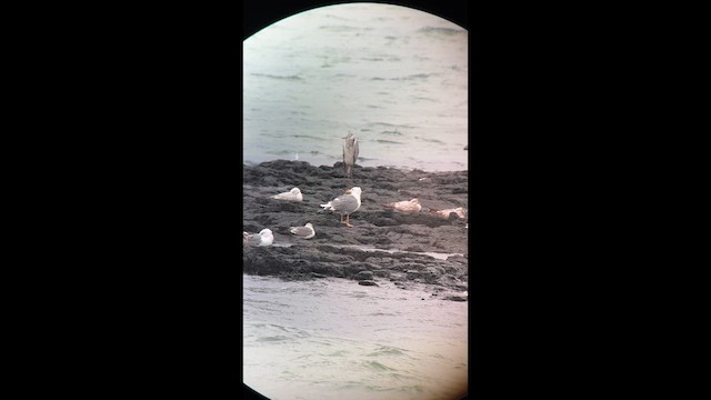 Lesser Black-backed Gull (taimyrensis) - ML635805842