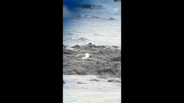 Black-tailed Gull - ML635805862