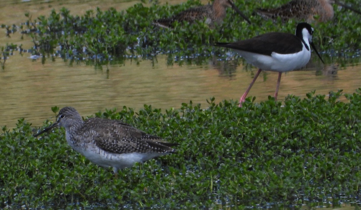 Lesser Yellowlegs - ML635805864