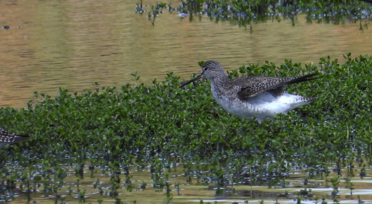 Lesser Yellowlegs - ML635805898
