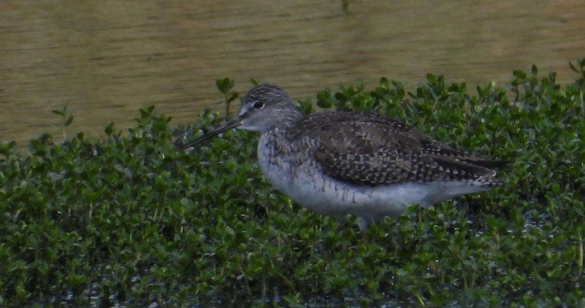 Lesser Yellowlegs - ML635805903
