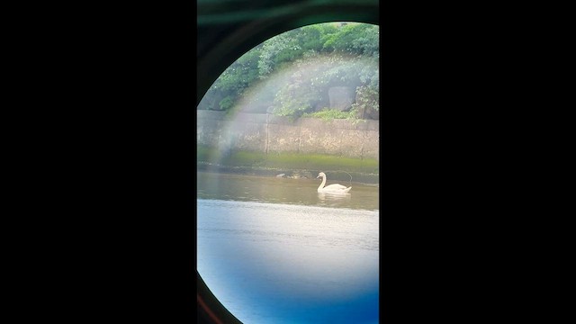 Mute Swan - ML635805904