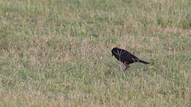 クロコウウチョウ - ML635805912