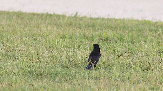 クロコウウチョウ - ML635805914
