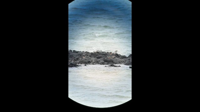 Dunlin - ML635805918