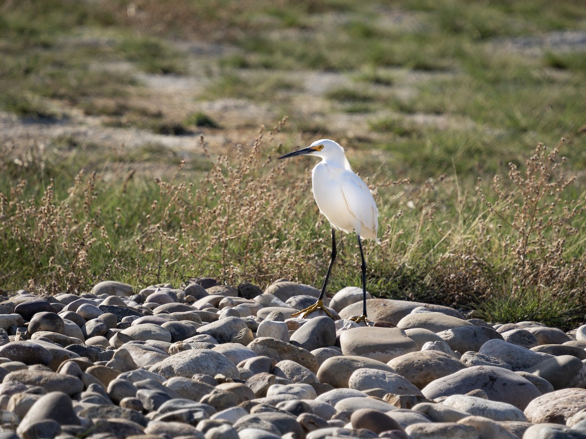 Snowy Egret - ML635806145