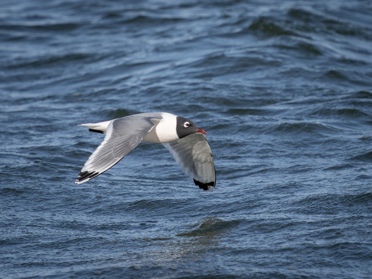 Gabbiano di Franklin - ML635806165