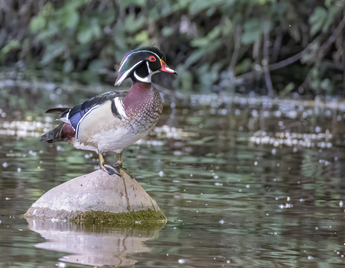 Wood Duck - ML635806190