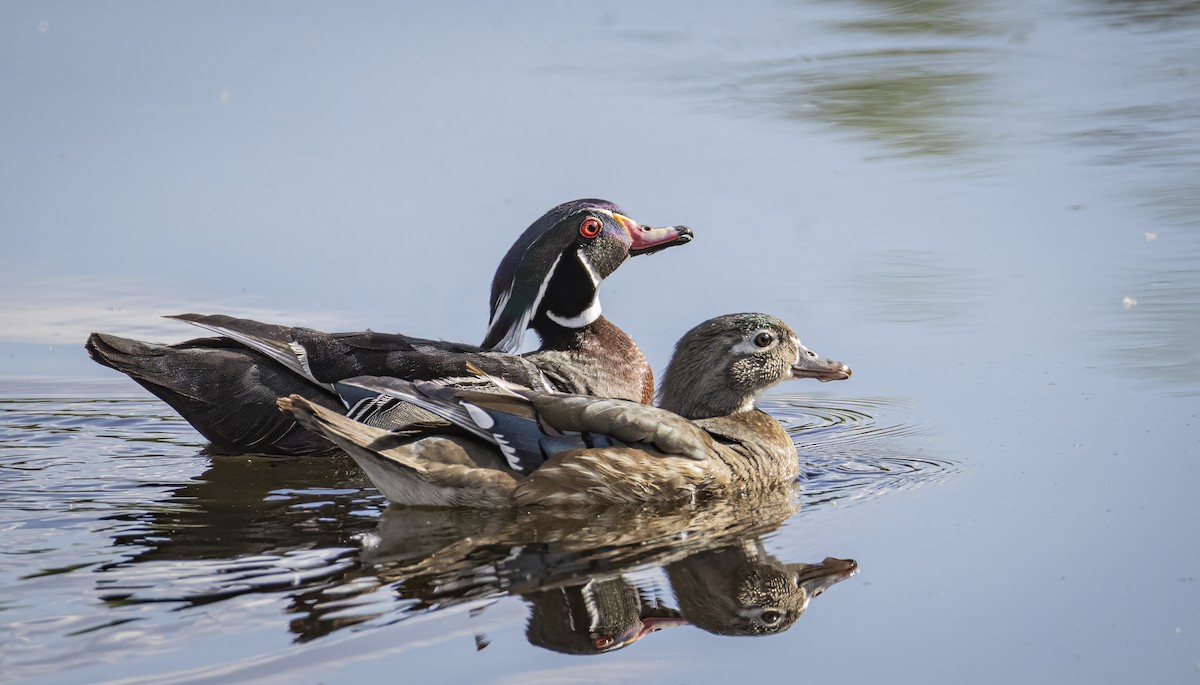 Wood Duck - ML635806191