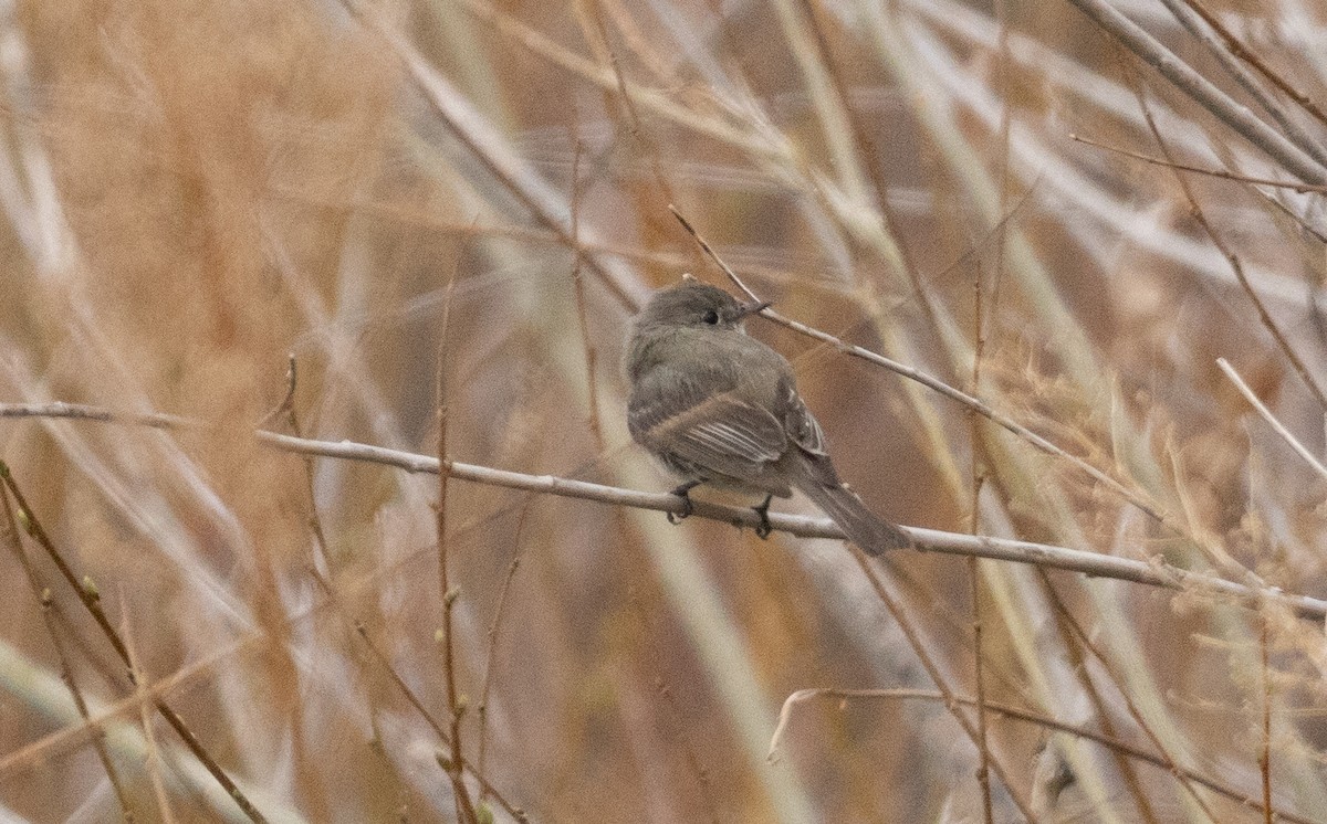 Empidonax sp. - ML635806285