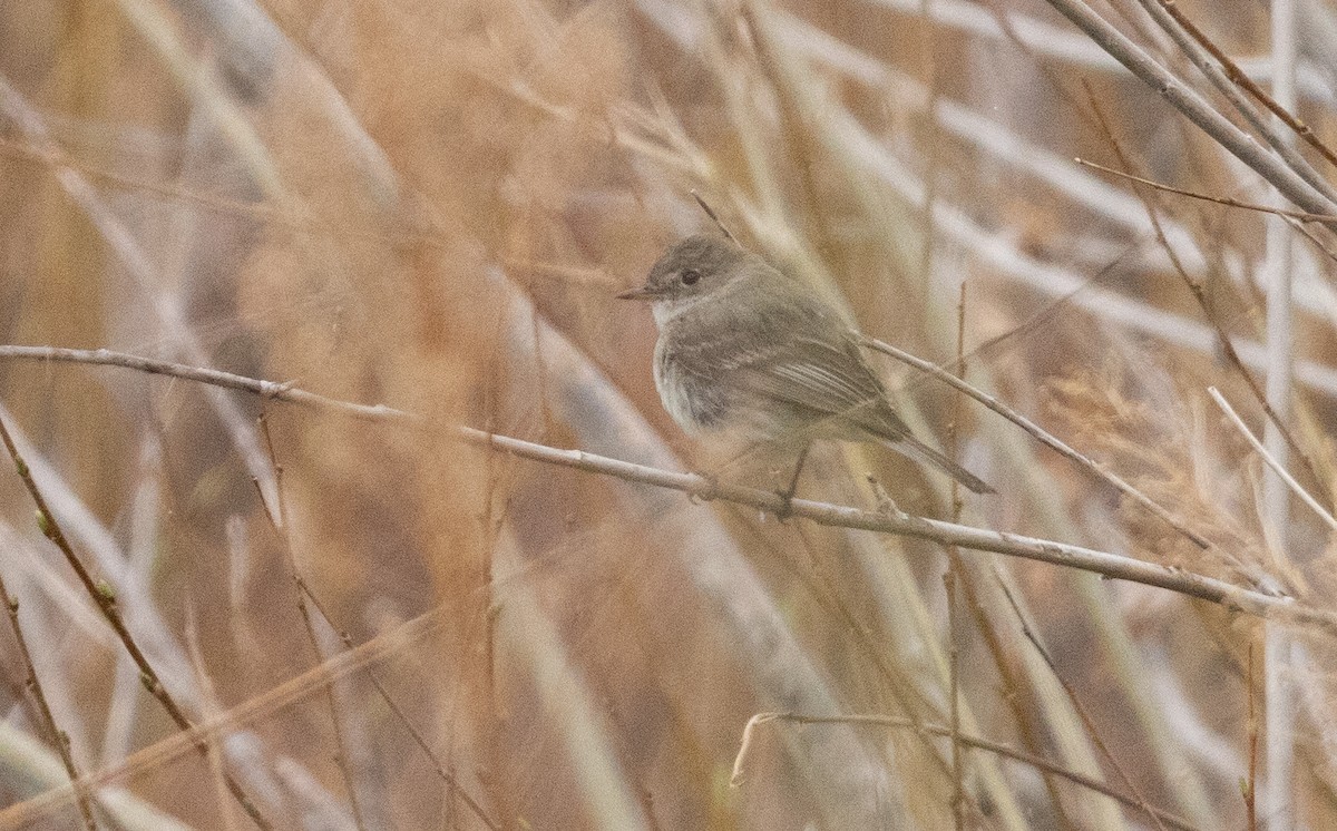 Empidonax sp. - ML635806286