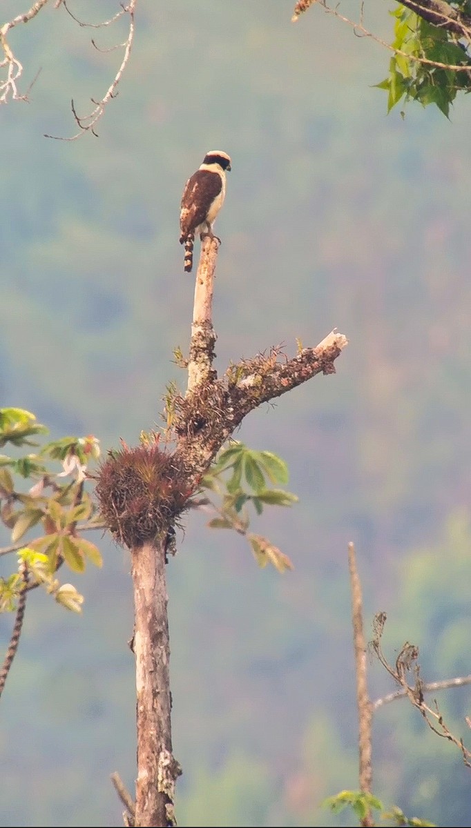 Laughing Falcon - ML635806320