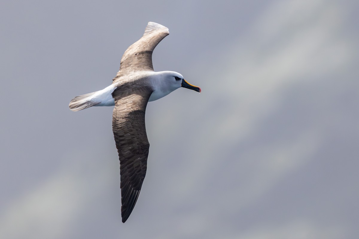Atlantic Yellow-nosed Albatross - ML635806333