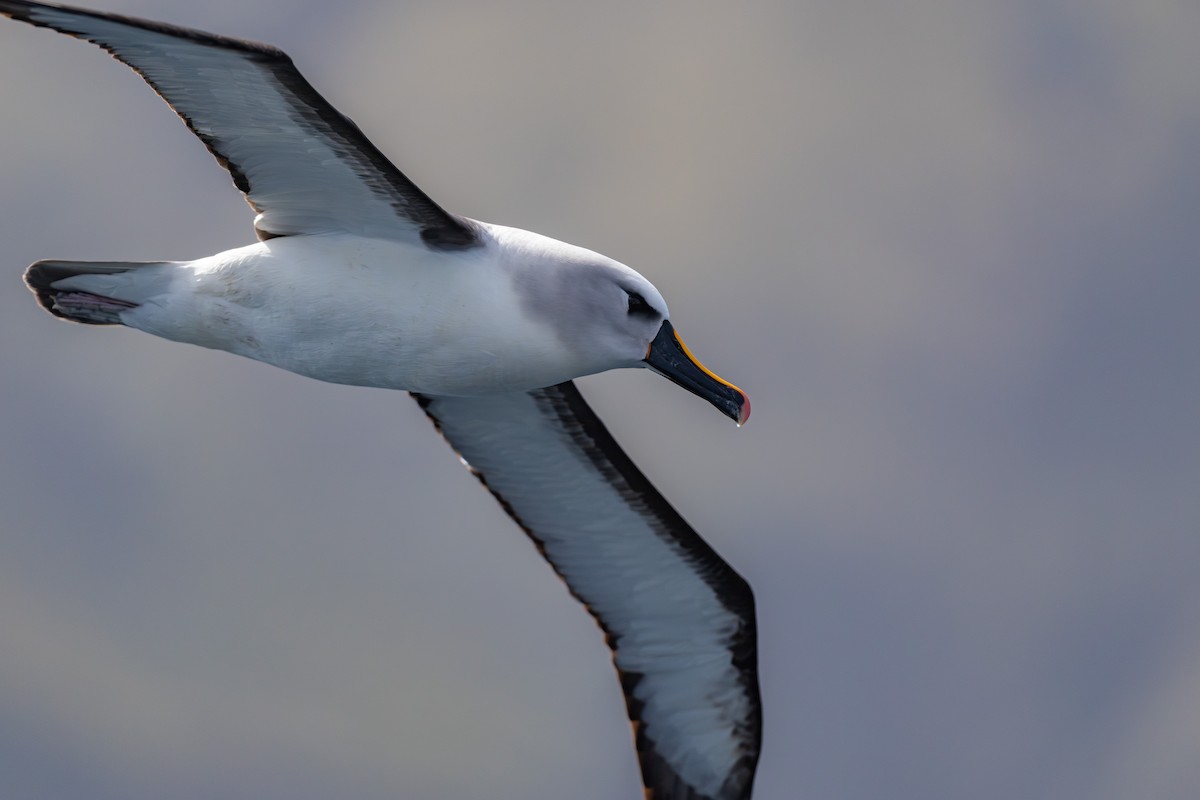 Atlantic Yellow-nosed Albatross - ML635806334
