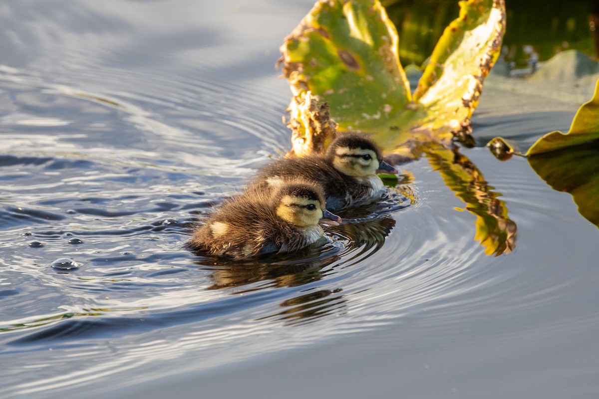 Wood Duck - ML635806336