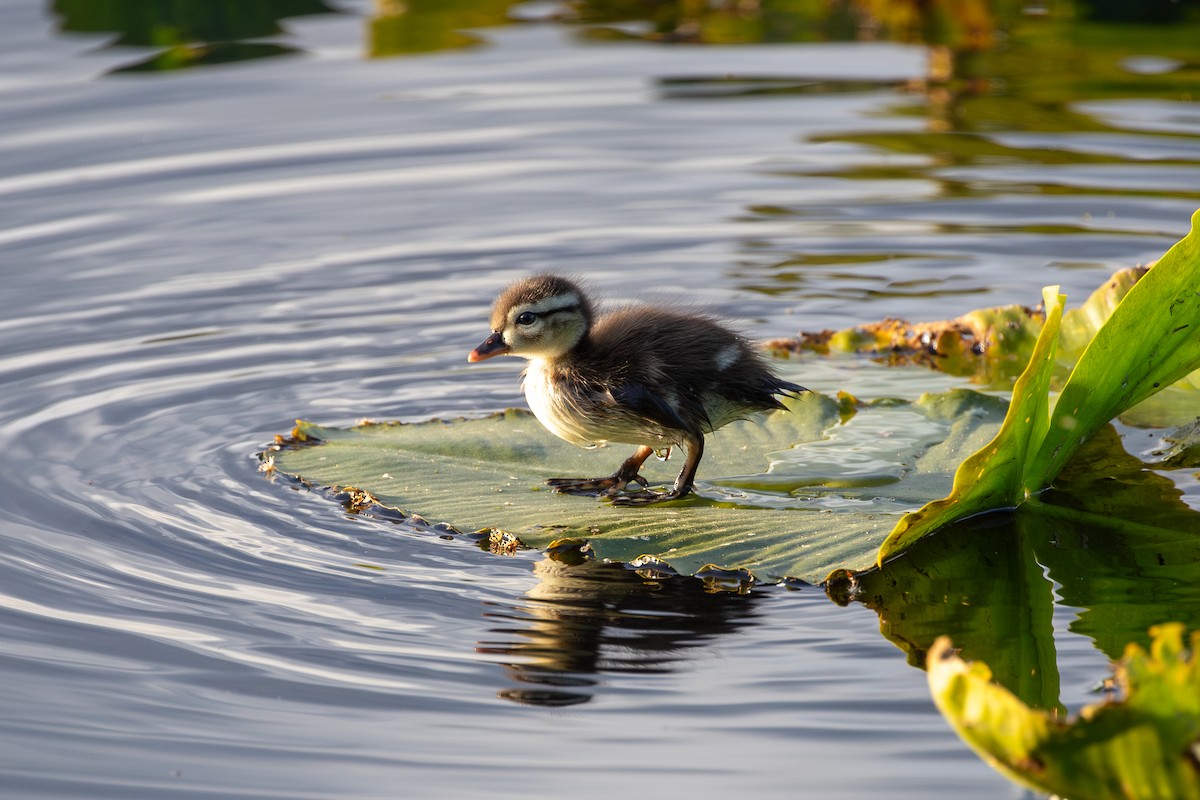 Wood Duck - ML635806339