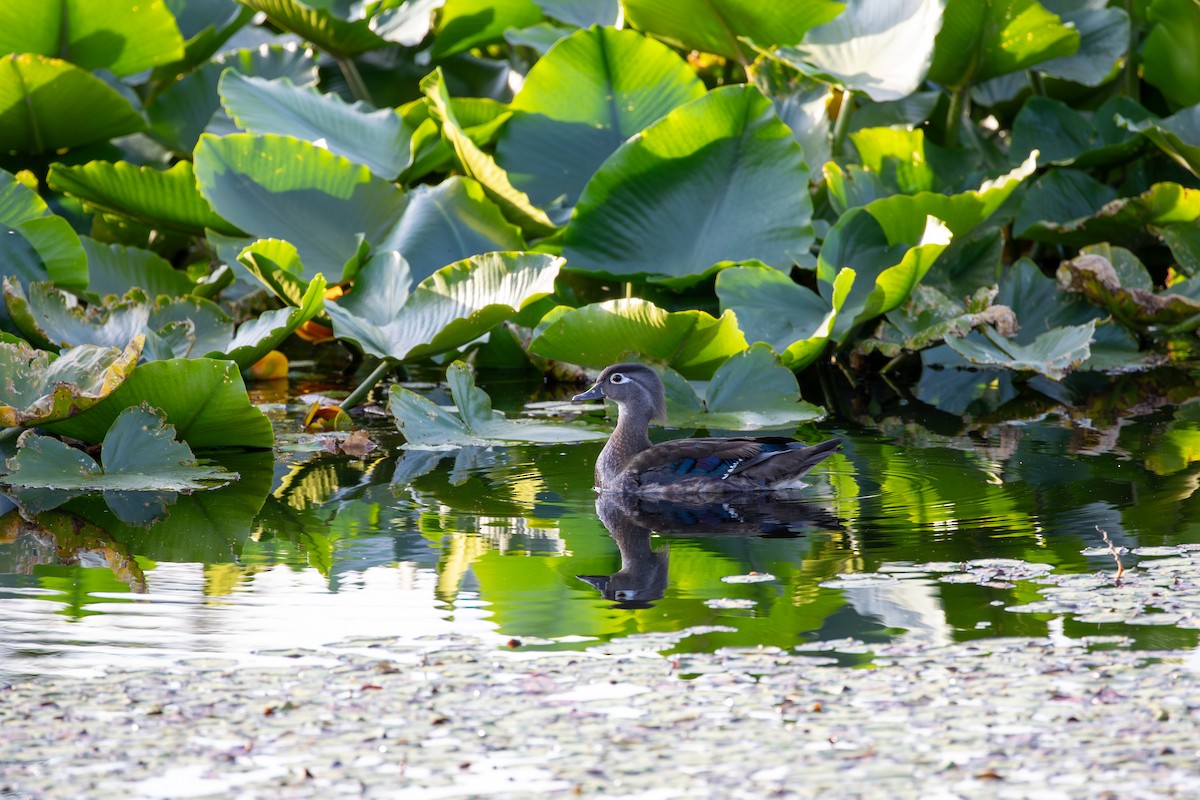 Wood Duck - ML635806343