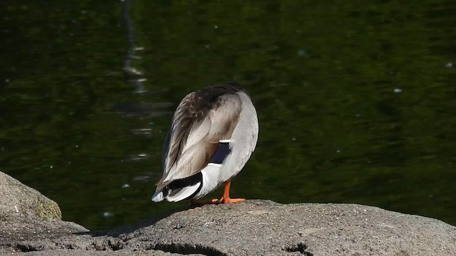 マガモ - ML635806455