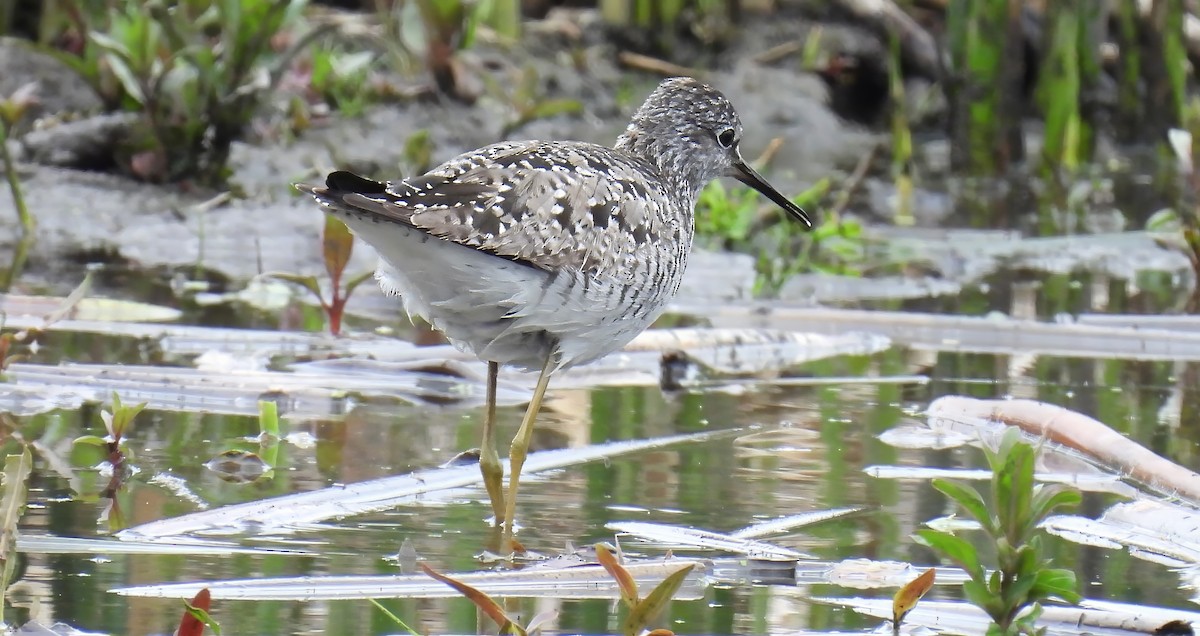 Lesser Yellowlegs - ML635806512