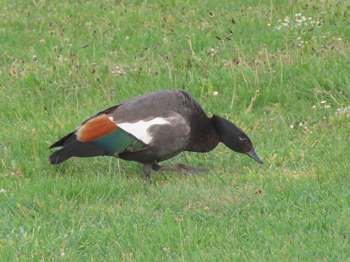 Paradise Shelduck - ML635806619