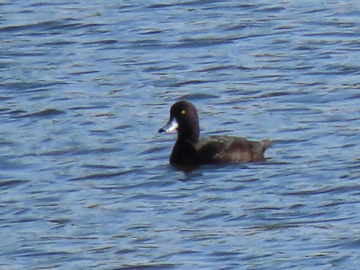New Zealand Scaup - ML635806637