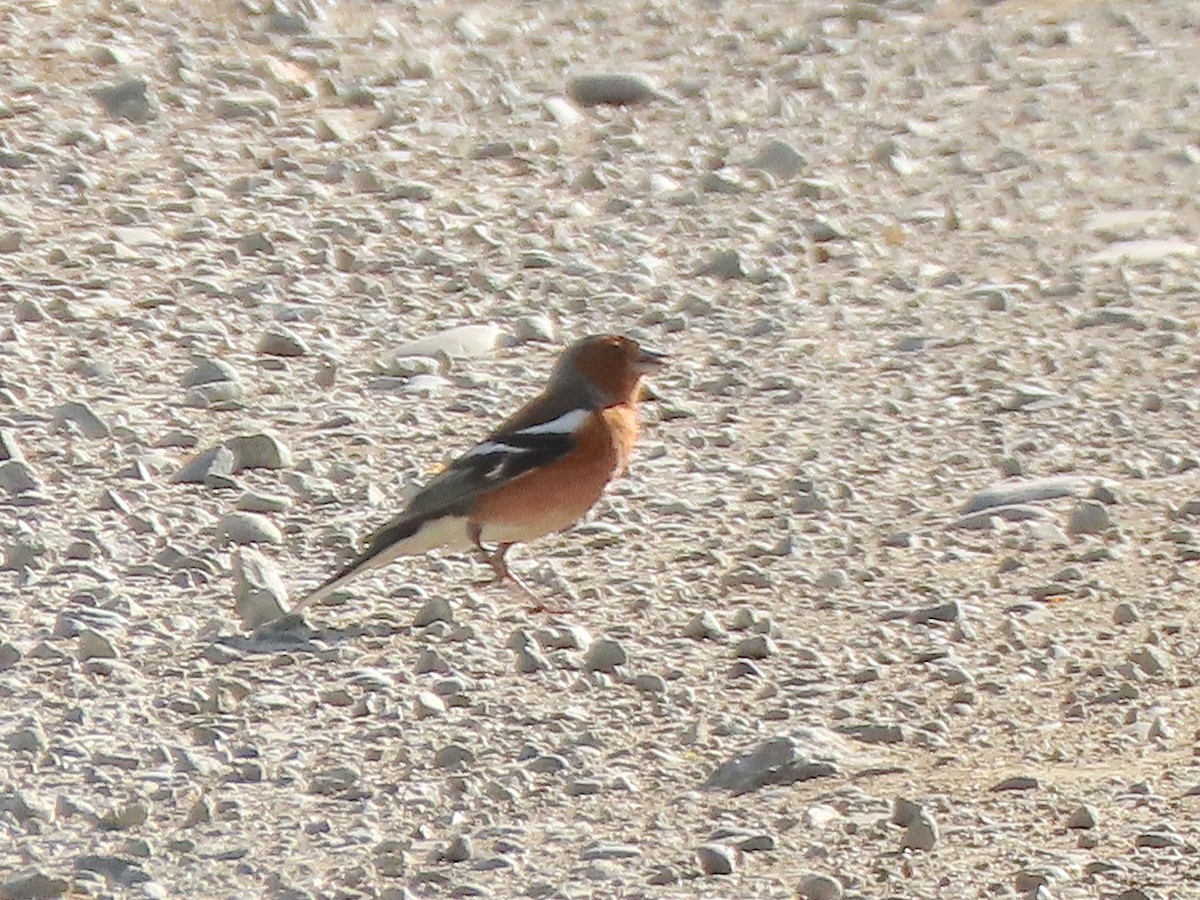 Common Chaffinch - ML635806649