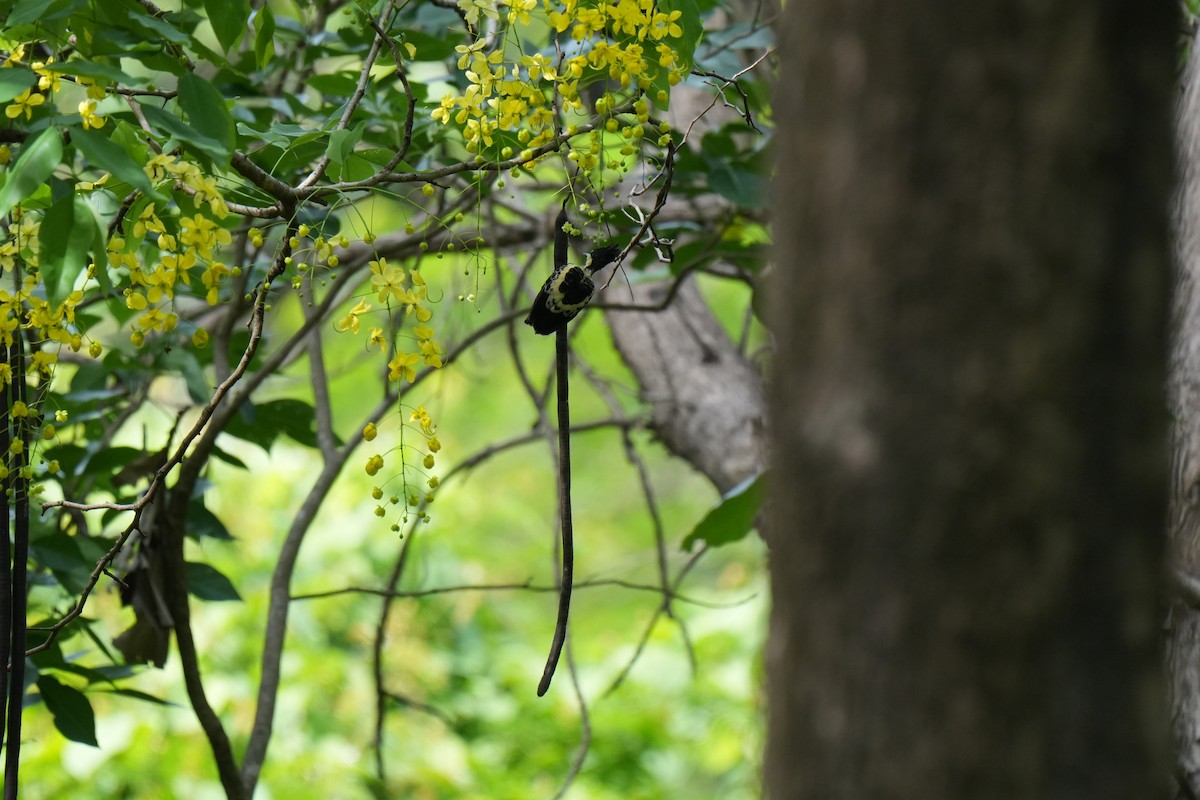 Heart-spotted Woodpecker - ML635806651