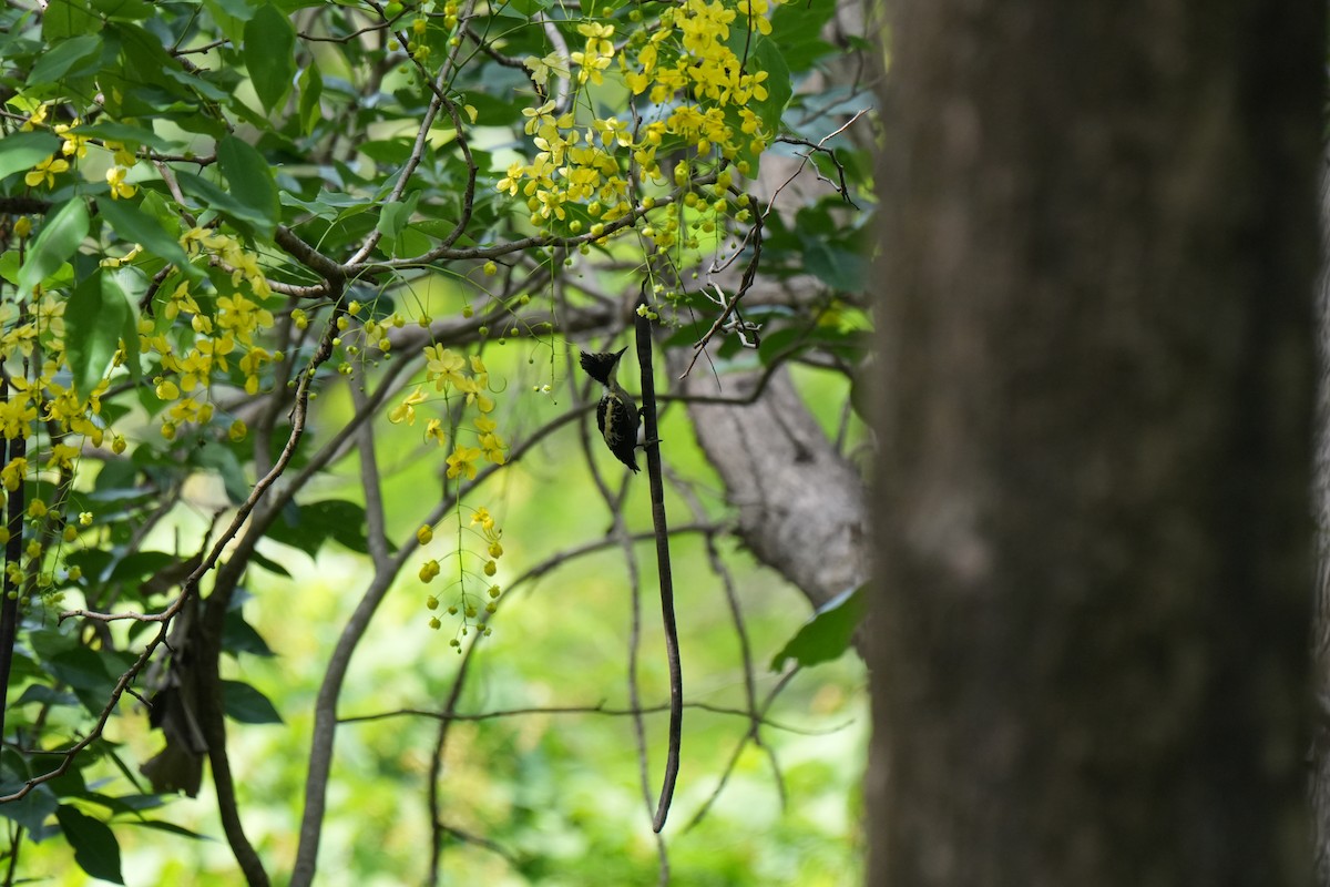 Heart-spotted Woodpecker - ML635806653