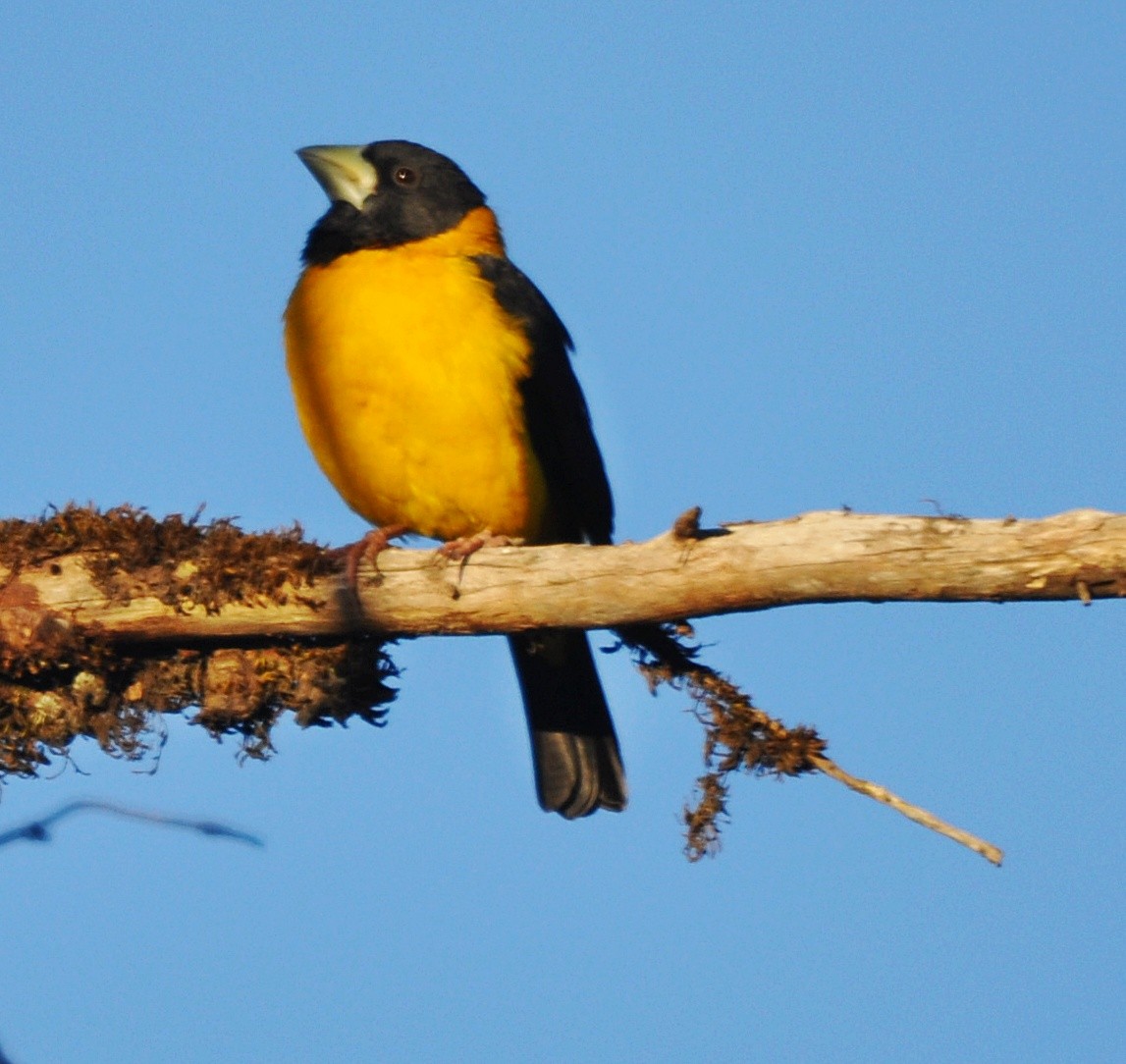 Collared Grosbeak - ML635806680
