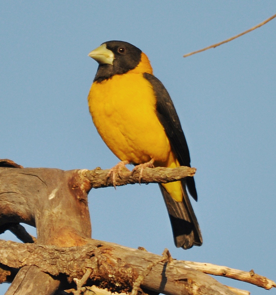 Collared Grosbeak - ML635806681