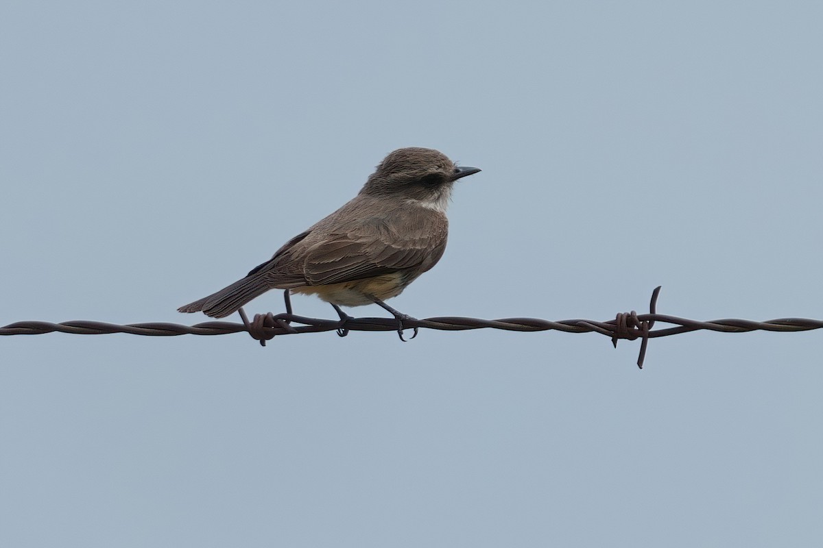 Vermilion Flycatcher - ML635806737