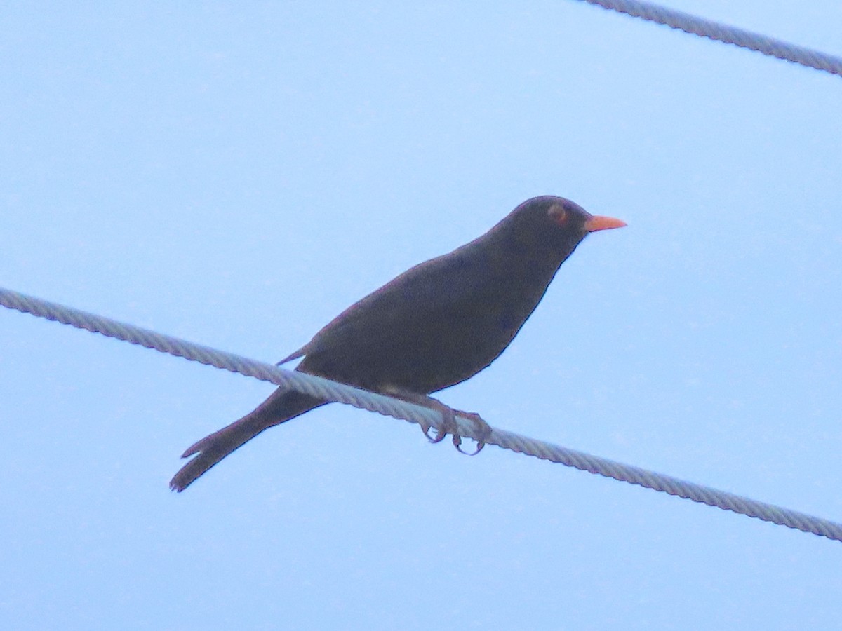 Eurasian Blackbird - ML635806887