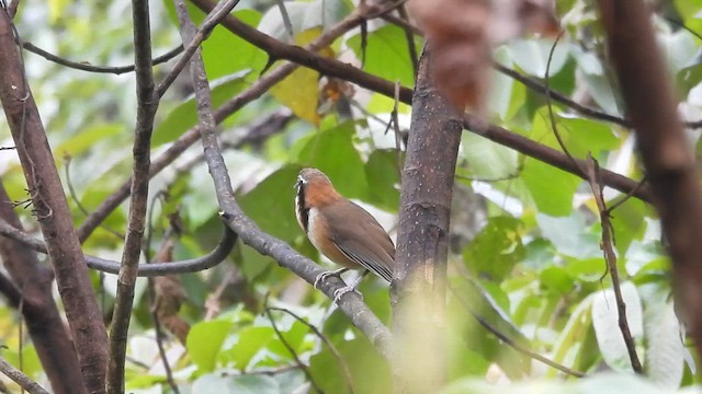 ヒメクビワガビチョウ - ML635806920