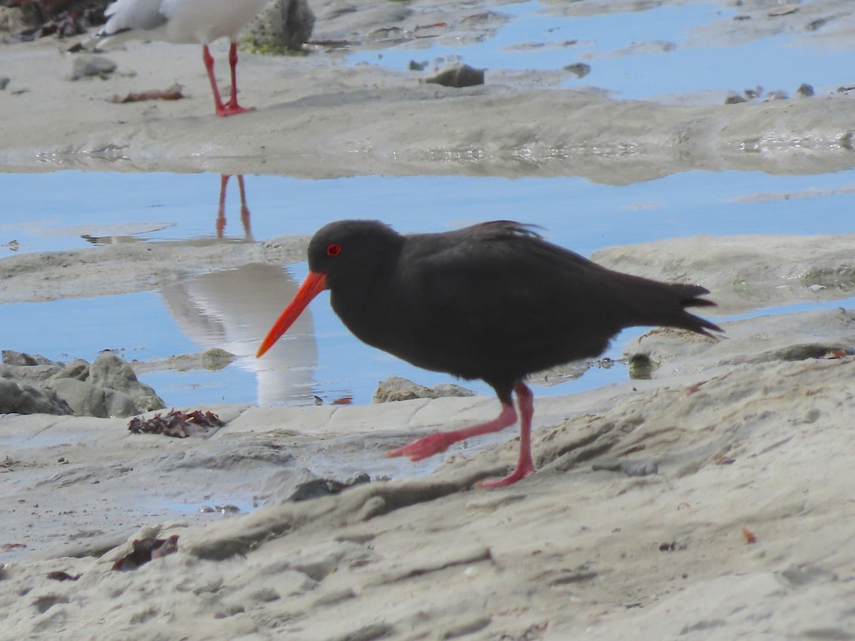Variable Oystercatcher - ML635807001